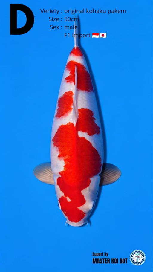 Lelang Koi Online, Jual Beli Ikan Koi, Pusat Jual Beli Koi, Info Lelang Koi Hari Ini, Platform Jual Beli Koi, Jual Beli Ikan Koi Online, Marketplace Ikan Koi, Jual Koi Terbaik, Tempat Beli Koi Berkualitas, Pasar Ikan Koi Online Terpercaya, Penjual Ikan Koi Terpercaya, Beli Koi Hias Online, Ikan Koi untuk Dijual, Koi Kualitas Terbaik, Toko Online Ikan Koi, Koi Hias Untuk Dijual, Jual Beli Ikan Koi Lokal, Koi Indonesia Online, Pusat Jual Beli Koi Terbesar