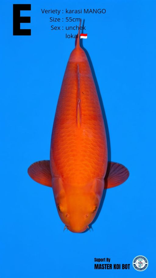 Lelang Koi Online, Jual Beli Ikan Koi, Pusat Jual Beli Koi, Info Lelang Koi Hari Ini, Platform Jual Beli Koi, Jual Beli Ikan Koi Online, Marketplace Ikan Koi, Jual Koi Terbaik, Tempat Beli Koi Berkualitas, Pasar Ikan Koi Online Terpercaya, Penjual Ikan Koi Terpercaya, Beli Koi Hias Online, Ikan Koi untuk Dijual, Koi Kualitas Terbaik, Toko Online Ikan Koi, Koi Hias Untuk Dijual, Jual Beli Ikan Koi Lokal, Koi Indonesia Online, Pusat Jual Beli Koi Terbesar
