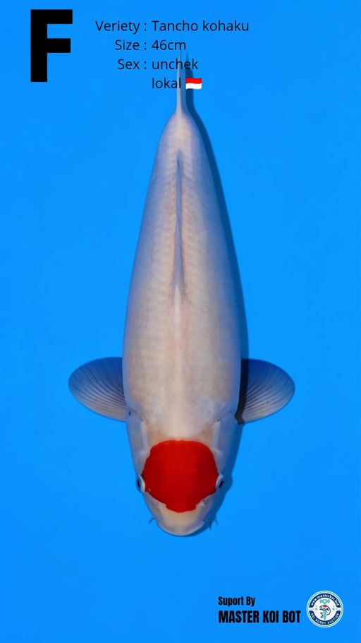 Lelang Koi Online, Jual Beli Ikan Koi, Pusat Jual Beli Koi, Info Lelang Koi Hari Ini, Platform Jual Beli Koi, Jual Beli Ikan Koi Online, Marketplace Ikan Koi, Jual Koi Terbaik, Tempat Beli Koi Berkualitas, Pasar Ikan Koi Online Terpercaya, Penjual Ikan Koi Terpercaya, Beli Koi Hias Online, Ikan Koi untuk Dijual, Koi Kualitas Terbaik, Toko Online Ikan Koi, Koi Hias Untuk Dijual, Jual Beli Ikan Koi Lokal, Koi Indonesia Online, Pusat Jual Beli Koi Terbesar