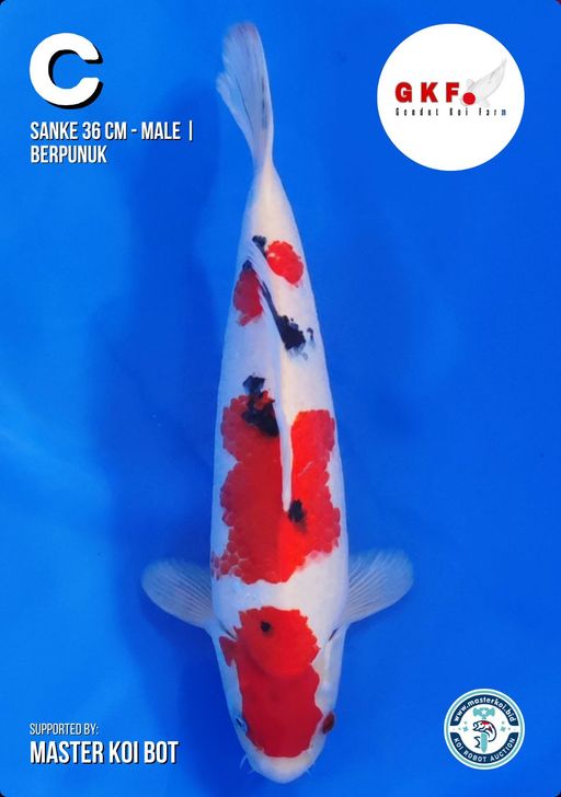 Lelang Koi Online, Jual Beli Ikan Koi, Pusat Jual Beli Koi, Info Lelang Koi Hari Ini, Platform Jual Beli Koi, Jual Beli Ikan Koi Online, Marketplace Ikan Koi, Jual Koi Terbaik, Tempat Beli Koi Berkualitas, Pasar Ikan Koi Online Terpercaya, Penjual Ikan Koi Terpercaya, Beli Koi Hias Online, Ikan Koi untuk Dijual, Koi Kualitas Terbaik, Toko Online Ikan Koi, Koi Hias Untuk Dijual, Jual Beli Ikan Koi Lokal, Koi Indonesia Online, Pusat Jual Beli Koi Terbesar