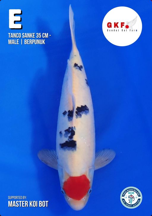 Lelang Koi Online, Jual Beli Ikan Koi, Pusat Jual Beli Koi, Info Lelang Koi Hari Ini, Platform Jual Beli Koi, Jual Beli Ikan Koi Online, Marketplace Ikan Koi, Jual Koi Terbaik, Tempat Beli Koi Berkualitas, Pasar Ikan Koi Online Terpercaya, Penjual Ikan Koi Terpercaya, Beli Koi Hias Online, Ikan Koi untuk Dijual, Koi Kualitas Terbaik, Toko Online Ikan Koi, Koi Hias Untuk Dijual, Jual Beli Ikan Koi Lokal, Koi Indonesia Online, Pusat Jual Beli Koi Terbesar