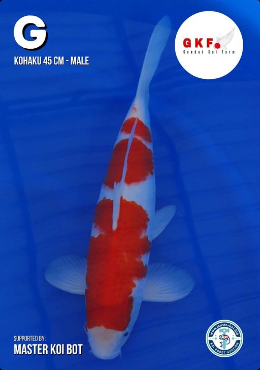 Lelang Koi Online, Jual Beli Ikan Koi, Pusat Jual Beli Koi, Info Lelang Koi Hari Ini, Platform Jual Beli Koi, Jual Beli Ikan Koi Online, Marketplace Ikan Koi, Jual Koi Terbaik, Tempat Beli Koi Berkualitas, Pasar Ikan Koi Online Terpercaya, Penjual Ikan Koi Terpercaya, Beli Koi Hias Online, Ikan Koi untuk Dijual, Koi Kualitas Terbaik, Toko Online Ikan Koi, Koi Hias Untuk Dijual, Jual Beli Ikan Koi Lokal, Koi Indonesia Online, Pusat Jual Beli Koi Terbesar