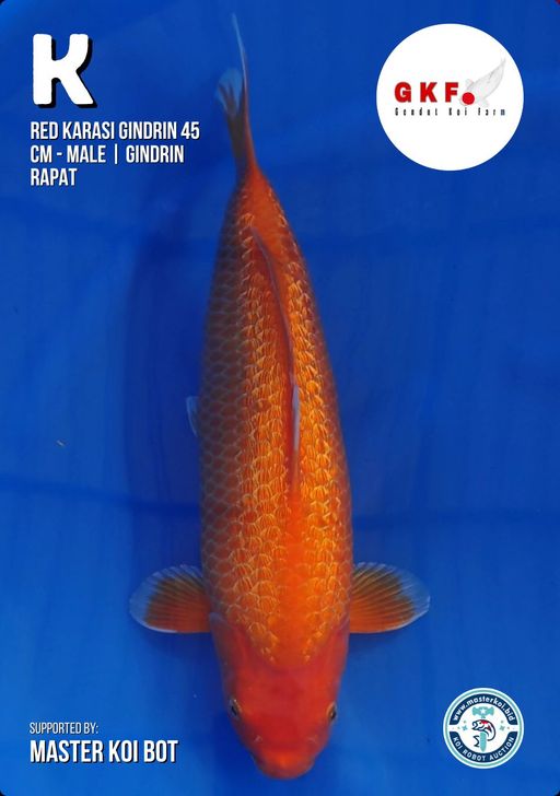 Lelang Koi Online, Jual Beli Ikan Koi, Pusat Jual Beli Koi, Info Lelang Koi Hari Ini, Platform Jual Beli Koi, Jual Beli Ikan Koi Online, Marketplace Ikan Koi, Jual Koi Terbaik, Tempat Beli Koi Berkualitas, Pasar Ikan Koi Online Terpercaya, Penjual Ikan Koi Terpercaya, Beli Koi Hias Online, Ikan Koi untuk Dijual, Koi Kualitas Terbaik, Toko Online Ikan Koi, Koi Hias Untuk Dijual, Jual Beli Ikan Koi Lokal, Koi Indonesia Online, Pusat Jual Beli Koi Terbesar