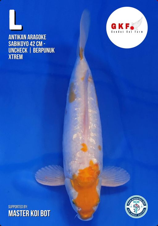 Lelang Koi Online, Jual Beli Ikan Koi, Pusat Jual Beli Koi, Info Lelang Koi Hari Ini, Platform Jual Beli Koi, Jual Beli Ikan Koi Online, Marketplace Ikan Koi, Jual Koi Terbaik, Tempat Beli Koi Berkualitas, Pasar Ikan Koi Online Terpercaya, Penjual Ikan Koi Terpercaya, Beli Koi Hias Online, Ikan Koi untuk Dijual, Koi Kualitas Terbaik, Toko Online Ikan Koi, Koi Hias Untuk Dijual, Jual Beli Ikan Koi Lokal, Koi Indonesia Online, Pusat Jual Beli Koi Terbesar
