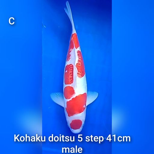 Lelang Koi Online, Jual Beli Ikan Koi, Pusat Jual Beli Koi, Info Lelang Koi Hari Ini, Platform Jual Beli Koi, Jual Beli Ikan Koi Online, Marketplace Ikan Koi, Jual Koi Terbaik, Tempat Beli Koi Berkualitas, Pasar Ikan Koi Online Terpercaya, Penjual Ikan Koi Terpercaya, Beli Koi Hias Online, Ikan Koi untuk Dijual, Koi Kualitas Terbaik, Toko Online Ikan Koi, Koi Hias Untuk Dijual, Jual Beli Ikan Koi Lokal, Koi Indonesia Online, Pusat Jual Beli Koi Terbesar