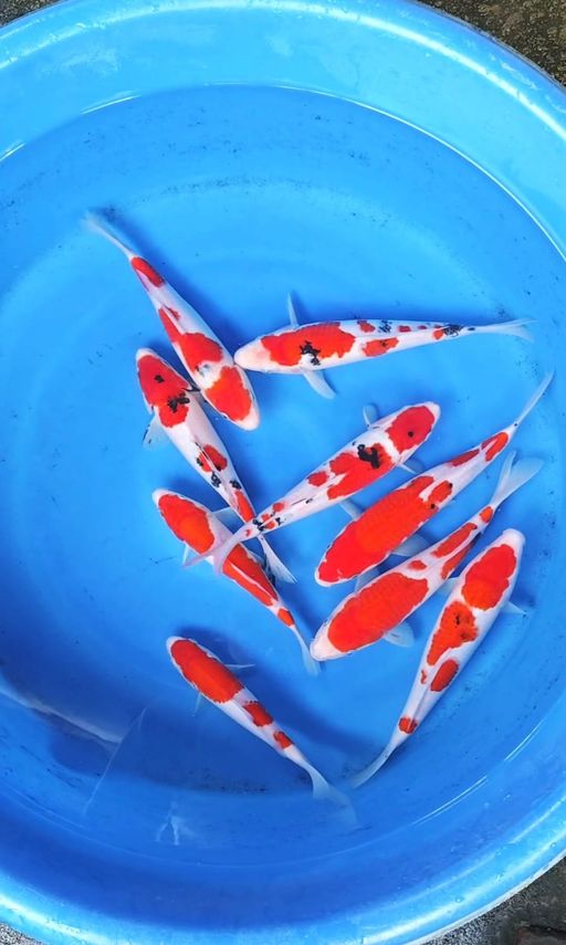 Lelang Koi Online, Jual Beli Ikan Koi, Pusat Jual Beli Koi, Info Lelang Koi Hari Ini, Platform Jual Beli Koi, Jual Beli Ikan Koi Online, Marketplace Ikan Koi, Jual Koi Terbaik, Tempat Beli Koi Berkualitas, Pasar Ikan Koi Online Terpercaya, Penjual Ikan Koi Terpercaya, Beli Koi Hias Online, Ikan Koi untuk Dijual, Koi Kualitas Terbaik, Toko Online Ikan Koi, Koi Hias Untuk Dijual, Jual Beli Ikan Koi Lokal, Koi Indonesia Online, Pusat Jual Beli Koi Terbesar