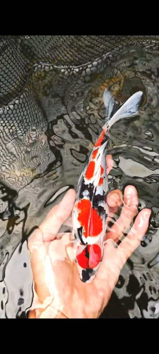 Lelang Koi Online, Jual Beli Ikan Koi, Pusat Jual Beli Koi, Info Lelang Koi Hari Ini, Platform Jual Beli Koi, Jual Beli Ikan Koi Online, Marketplace Ikan Koi, Jual Koi Terbaik, Tempat Beli Koi Berkualitas, Pasar Ikan Koi Online Terpercaya, Penjual Ikan Koi Terpercaya, Beli Koi Hias Online, Ikan Koi untuk Dijual, Koi Kualitas Terbaik, Toko Online Ikan Koi, Koi Hias Untuk Dijual, Jual Beli Ikan Koi Lokal, Koi Indonesia Online, Pusat Jual Beli Koi Terbesar
