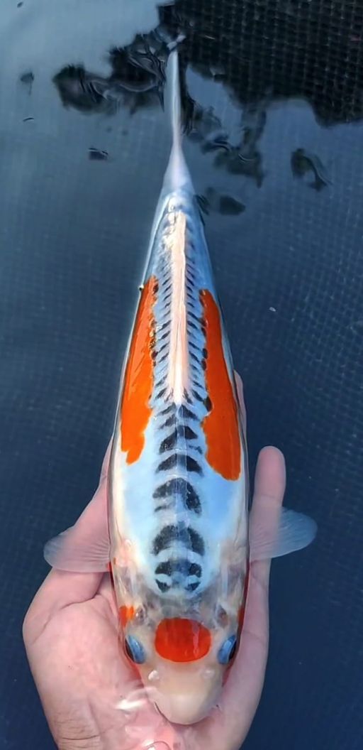 Lelang Koi Online, Jual Beli Ikan Koi, Pusat Jual Beli Koi, Info Lelang Koi Hari Ini, Platform Jual Beli Koi, Jual Beli Ikan Koi Online, Marketplace Ikan Koi, Jual Koi Terbaik, Tempat Beli Koi Berkualitas, Pasar Ikan Koi Online Terpercaya, Penjual Ikan Koi Terpercaya, Beli Koi Hias Online, Ikan Koi untuk Dijual, Koi Kualitas Terbaik, Toko Online Ikan Koi, Koi Hias Untuk Dijual, Jual Beli Ikan Koi Lokal, Koi Indonesia Online, Pusat Jual Beli Koi Terbesar