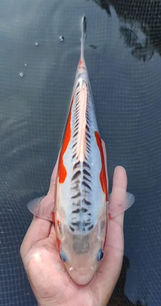 Lelang Koi Online, Jual Beli Ikan Koi, Pusat Jual Beli Koi, Info Lelang Koi Hari Ini, Platform Jual Beli Koi, Jual Beli Ikan Koi Online, Marketplace Ikan Koi, Jual Koi Terbaik, Tempat Beli Koi Berkualitas, Pasar Ikan Koi Online Terpercaya, Penjual Ikan Koi Terpercaya, Beli Koi Hias Online, Ikan Koi untuk Dijual, Koi Kualitas Terbaik, Toko Online Ikan Koi, Koi Hias Untuk Dijual, Jual Beli Ikan Koi Lokal, Koi Indonesia Online, Pusat Jual Beli Koi Terbesar