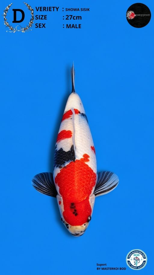 Lelang Koi Online, Jual Beli Ikan Koi, Pusat Jual Beli Koi, Info Lelang Koi Hari Ini, Platform Jual Beli Koi, Jual Beli Ikan Koi Online, Marketplace Ikan Koi, Jual Koi Terbaik, Tempat Beli Koi Berkualitas, Pasar Ikan Koi Online Terpercaya, Penjual Ikan Koi Terpercaya, Beli Koi Hias Online, Ikan Koi untuk Dijual, Koi Kualitas Terbaik, Toko Online Ikan Koi, Koi Hias Untuk Dijual, Jual Beli Ikan Koi Lokal, Koi Indonesia Online, Pusat Jual Beli Koi Terbesar