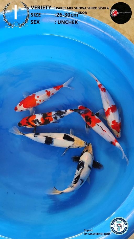 Lelang Koi Online, Jual Beli Ikan Koi, Pusat Jual Beli Koi, Info Lelang Koi Hari Ini, Platform Jual Beli Koi, Jual Beli Ikan Koi Online, Marketplace Ikan Koi, Jual Koi Terbaik, Tempat Beli Koi Berkualitas, Pasar Ikan Koi Online Terpercaya, Penjual Ikan Koi Terpercaya, Beli Koi Hias Online, Ikan Koi untuk Dijual, Koi Kualitas Terbaik, Toko Online Ikan Koi, Koi Hias Untuk Dijual, Jual Beli Ikan Koi Lokal, Koi Indonesia Online, Pusat Jual Beli Koi Terbesar
