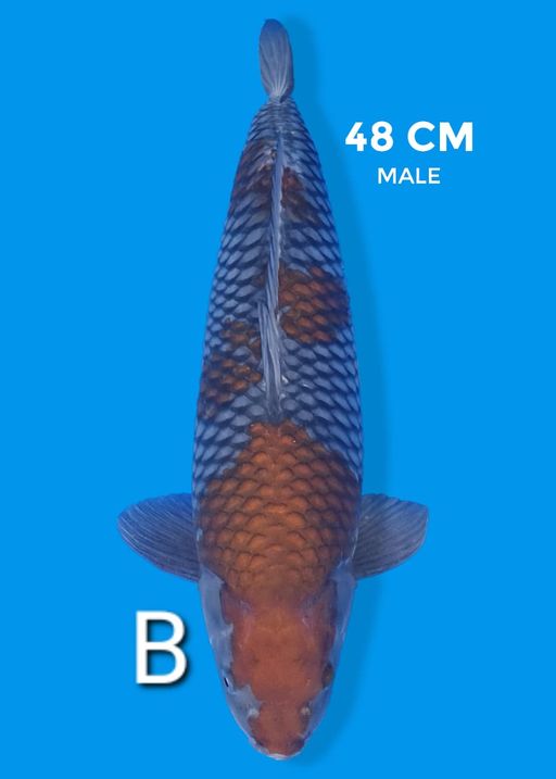 Lelang Koi Online, Jual Beli Ikan Koi, Pusat Jual Beli Koi, Info Lelang Koi Hari Ini, Platform Jual Beli Koi, Jual Beli Ikan Koi Online, Marketplace Ikan Koi, Jual Koi Terbaik, Tempat Beli Koi Berkualitas, Pasar Ikan Koi Online Terpercaya, Penjual Ikan Koi Terpercaya, Beli Koi Hias Online, Ikan Koi untuk Dijual, Koi Kualitas Terbaik, Toko Online Ikan Koi, Koi Hias Untuk Dijual, Jual Beli Ikan Koi Lokal, Koi Indonesia Online, Pusat Jual Beli Koi Terbesar