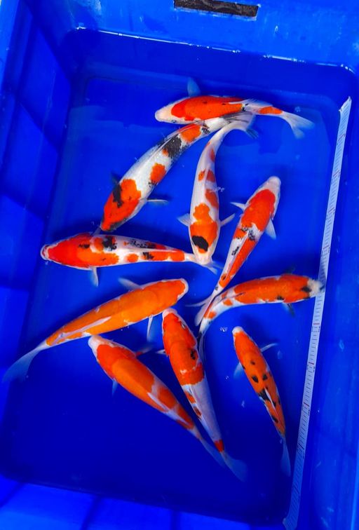 Lelang Koi Online, Jual Beli Ikan Koi, Pusat Jual Beli Koi, Info Lelang Koi Hari Ini, Platform Jual Beli Koi, Jual Beli Ikan Koi Online, Marketplace Ikan Koi, Jual Koi Terbaik, Tempat Beli Koi Berkualitas, Pasar Ikan Koi Online Terpercaya, Penjual Ikan Koi Terpercaya, Beli Koi Hias Online, Ikan Koi untuk Dijual, Koi Kualitas Terbaik, Toko Online Ikan Koi, Koi Hias Untuk Dijual, Jual Beli Ikan Koi Lokal, Koi Indonesia Online, Pusat Jual Beli Koi Terbesar
