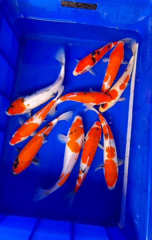 Lelang Koi Online, Jual Beli Ikan Koi, Pusat Jual Beli Koi, Info Lelang Koi Hari Ini, Platform Jual Beli Koi, Jual Beli Ikan Koi Online, Marketplace Ikan Koi, Jual Koi Terbaik, Tempat Beli Koi Berkualitas, Pasar Ikan Koi Online Terpercaya, Penjual Ikan Koi Terpercaya, Beli Koi Hias Online, Ikan Koi untuk Dijual, Koi Kualitas Terbaik, Toko Online Ikan Koi, Koi Hias Untuk Dijual, Jual Beli Ikan Koi Lokal, Koi Indonesia Online, Pusat Jual Beli Koi Terbesar