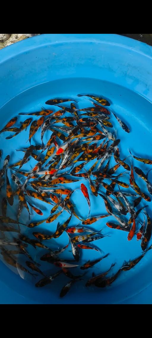 Lelang Koi Online, Jual Beli Ikan Koi, Pusat Jual Beli Koi, Info Lelang Koi Hari Ini, Platform Jual Beli Koi, Jual Beli Ikan Koi Online, Marketplace Ikan Koi, Jual Koi Terbaik, Tempat Beli Koi Berkualitas, Pasar Ikan Koi Online Terpercaya, Penjual Ikan Koi Terpercaya, Beli Koi Hias Online, Ikan Koi untuk Dijual, Koi Kualitas Terbaik, Toko Online Ikan Koi, Koi Hias Untuk Dijual, Jual Beli Ikan Koi Lokal, Koi Indonesia Online, Pusat Jual Beli Koi Terbesar