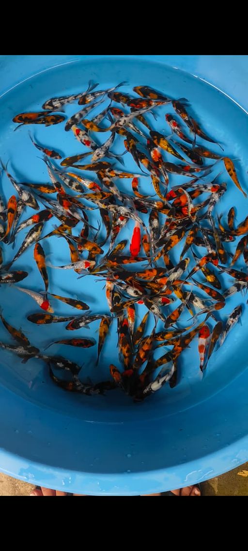 Lelang Koi Online, Jual Beli Ikan Koi, Pusat Jual Beli Koi, Info Lelang Koi Hari Ini, Platform Jual Beli Koi, Jual Beli Ikan Koi Online, Marketplace Ikan Koi, Jual Koi Terbaik, Tempat Beli Koi Berkualitas, Pasar Ikan Koi Online Terpercaya, Penjual Ikan Koi Terpercaya, Beli Koi Hias Online, Ikan Koi untuk Dijual, Koi Kualitas Terbaik, Toko Online Ikan Koi, Koi Hias Untuk Dijual, Jual Beli Ikan Koi Lokal, Koi Indonesia Online, Pusat Jual Beli Koi Terbesar