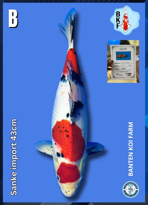 Lelang Koi Online, Jual Beli Ikan Koi, Pusat Jual Beli Koi, Info Lelang Koi Hari Ini, Platform Jual Beli Koi, Jual Beli Ikan Koi Online, Marketplace Ikan Koi, Jual Koi Terbaik, Tempat Beli Koi Berkualitas, Pasar Ikan Koi Online Terpercaya, Penjual Ikan Koi Terpercaya, Beli Koi Hias Online, Ikan Koi untuk Dijual, Koi Kualitas Terbaik, Toko Online Ikan Koi, Koi Hias Untuk Dijual, Jual Beli Ikan Koi Lokal, Koi Indonesia Online, Pusat Jual Beli Koi Terbesar
