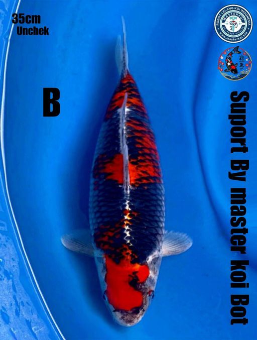 Lelang Koi Online, Jual Beli Ikan Koi, Pusat Jual Beli Koi, Info Lelang Koi Hari Ini, Platform Jual Beli Koi, Jual Beli Ikan Koi Online, Marketplace Ikan Koi, Jual Koi Terbaik, Tempat Beli Koi Berkualitas, Pasar Ikan Koi Online Terpercaya, Penjual Ikan Koi Terpercaya, Beli Koi Hias Online, Ikan Koi untuk Dijual, Koi Kualitas Terbaik, Toko Online Ikan Koi, Koi Hias Untuk Dijual, Jual Beli Ikan Koi Lokal, Koi Indonesia Online, Pusat Jual Beli Koi Terbesar
