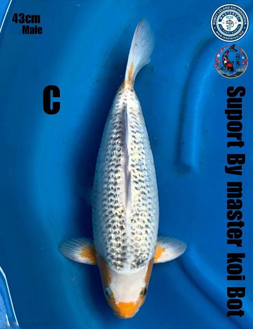 Lelang Koi Online, Jual Beli Ikan Koi, Pusat Jual Beli Koi, Info Lelang Koi Hari Ini, Platform Jual Beli Koi, Jual Beli Ikan Koi Online, Marketplace Ikan Koi, Jual Koi Terbaik, Tempat Beli Koi Berkualitas, Pasar Ikan Koi Online Terpercaya, Penjual Ikan Koi Terpercaya, Beli Koi Hias Online, Ikan Koi untuk Dijual, Koi Kualitas Terbaik, Toko Online Ikan Koi, Koi Hias Untuk Dijual, Jual Beli Ikan Koi Lokal, Koi Indonesia Online, Pusat Jual Beli Koi Terbesar