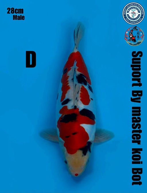 Lelang Koi Online, Jual Beli Ikan Koi, Pusat Jual Beli Koi, Info Lelang Koi Hari Ini, Platform Jual Beli Koi, Jual Beli Ikan Koi Online, Marketplace Ikan Koi, Jual Koi Terbaik, Tempat Beli Koi Berkualitas, Pasar Ikan Koi Online Terpercaya, Penjual Ikan Koi Terpercaya, Beli Koi Hias Online, Ikan Koi untuk Dijual, Koi Kualitas Terbaik, Toko Online Ikan Koi, Koi Hias Untuk Dijual, Jual Beli Ikan Koi Lokal, Koi Indonesia Online, Pusat Jual Beli Koi Terbesar