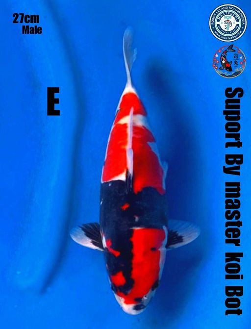 Lelang Koi Online, Jual Beli Ikan Koi, Pusat Jual Beli Koi, Info Lelang Koi Hari Ini, Platform Jual Beli Koi, Jual Beli Ikan Koi Online, Marketplace Ikan Koi, Jual Koi Terbaik, Tempat Beli Koi Berkualitas, Pasar Ikan Koi Online Terpercaya, Penjual Ikan Koi Terpercaya, Beli Koi Hias Online, Ikan Koi untuk Dijual, Koi Kualitas Terbaik, Toko Online Ikan Koi, Koi Hias Untuk Dijual, Jual Beli Ikan Koi Lokal, Koi Indonesia Online, Pusat Jual Beli Koi Terbesar