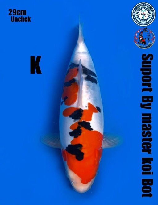 Lelang Koi Online, Jual Beli Ikan Koi, Pusat Jual Beli Koi, Info Lelang Koi Hari Ini, Platform Jual Beli Koi, Jual Beli Ikan Koi Online, Marketplace Ikan Koi, Jual Koi Terbaik, Tempat Beli Koi Berkualitas, Pasar Ikan Koi Online Terpercaya, Penjual Ikan Koi Terpercaya, Beli Koi Hias Online, Ikan Koi untuk Dijual, Koi Kualitas Terbaik, Toko Online Ikan Koi, Koi Hias Untuk Dijual, Jual Beli Ikan Koi Lokal, Koi Indonesia Online, Pusat Jual Beli Koi Terbesar