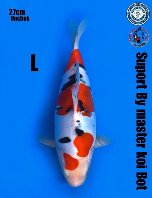 Lelang Koi Online, Jual Beli Ikan Koi, Pusat Jual Beli Koi, Info Lelang Koi Hari Ini, Platform Jual Beli Koi, Jual Beli Ikan Koi Online, Marketplace Ikan Koi, Jual Koi Terbaik, Tempat Beli Koi Berkualitas, Pasar Ikan Koi Online Terpercaya, Penjual Ikan Koi Terpercaya, Beli Koi Hias Online, Ikan Koi untuk Dijual, Koi Kualitas Terbaik, Toko Online Ikan Koi, Koi Hias Untuk Dijual, Jual Beli Ikan Koi Lokal, Koi Indonesia Online, Pusat Jual Beli Koi Terbesar