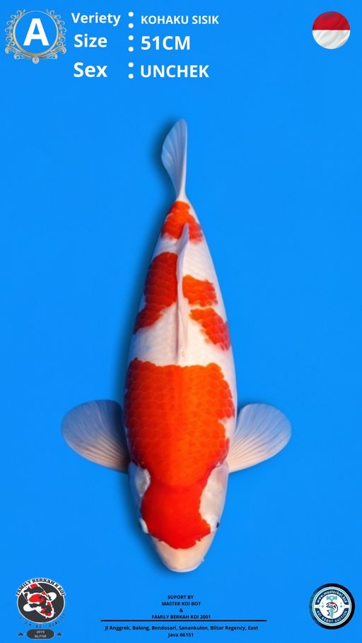 Lelang Koi Online, Jual Beli Ikan Koi, Pusat Jual Beli Koi, Info Lelang Koi Hari Ini, Platform Jual Beli Koi, Jual Beli Ikan Koi Online, Marketplace Ikan Koi, Jual Koi Terbaik, Tempat Beli Koi Berkualitas, Pasar Ikan Koi Online Terpercaya, Penjual Ikan Koi Terpercaya, Beli Koi Hias Online, Ikan Koi untuk Dijual, Koi Kualitas Terbaik, Toko Online Ikan Koi, Koi Hias Untuk Dijual, Jual Beli Ikan Koi Lokal, Koi Indonesia Online, Pusat Jual Beli Koi Terbesar