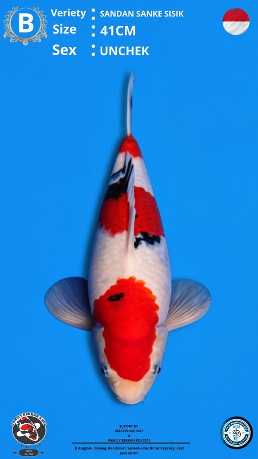 Lelang Koi Online, Jual Beli Ikan Koi, Pusat Jual Beli Koi, Info Lelang Koi Hari Ini, Platform Jual Beli Koi, Jual Beli Ikan Koi Online, Marketplace Ikan Koi, Jual Koi Terbaik, Tempat Beli Koi Berkualitas, Pasar Ikan Koi Online Terpercaya, Penjual Ikan Koi Terpercaya, Beli Koi Hias Online, Ikan Koi untuk Dijual, Koi Kualitas Terbaik, Toko Online Ikan Koi, Koi Hias Untuk Dijual, Jual Beli Ikan Koi Lokal, Koi Indonesia Online, Pusat Jual Beli Koi Terbesar