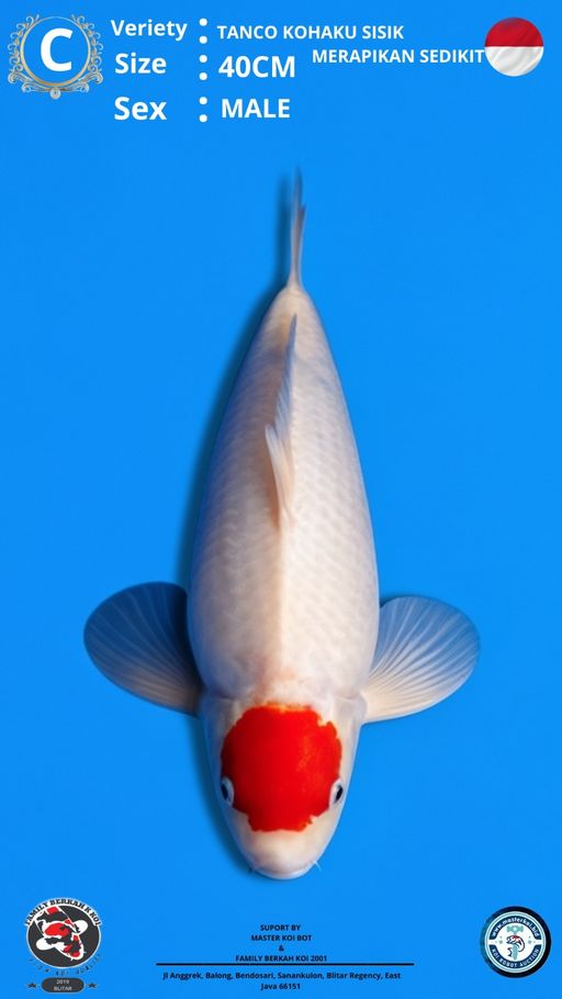 Lelang Koi Online, Jual Beli Ikan Koi, Pusat Jual Beli Koi, Info Lelang Koi Hari Ini, Platform Jual Beli Koi, Jual Beli Ikan Koi Online, Marketplace Ikan Koi, Jual Koi Terbaik, Tempat Beli Koi Berkualitas, Pasar Ikan Koi Online Terpercaya, Penjual Ikan Koi Terpercaya, Beli Koi Hias Online, Ikan Koi untuk Dijual, Koi Kualitas Terbaik, Toko Online Ikan Koi, Koi Hias Untuk Dijual, Jual Beli Ikan Koi Lokal, Koi Indonesia Online, Pusat Jual Beli Koi Terbesar