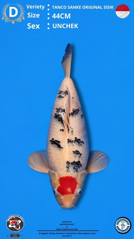 Lelang Koi Online, Jual Beli Ikan Koi, Pusat Jual Beli Koi, Info Lelang Koi Hari Ini, Platform Jual Beli Koi, Jual Beli Ikan Koi Online, Marketplace Ikan Koi, Jual Koi Terbaik, Tempat Beli Koi Berkualitas, Pasar Ikan Koi Online Terpercaya, Penjual Ikan Koi Terpercaya, Beli Koi Hias Online, Ikan Koi untuk Dijual, Koi Kualitas Terbaik, Toko Online Ikan Koi, Koi Hias Untuk Dijual, Jual Beli Ikan Koi Lokal, Koi Indonesia Online, Pusat Jual Beli Koi Terbesar