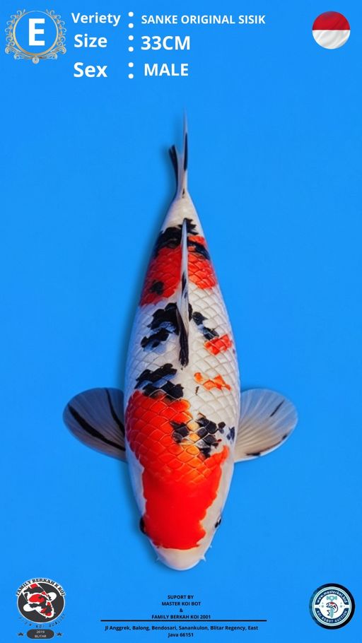 Lelang Koi Online, Jual Beli Ikan Koi, Pusat Jual Beli Koi, Info Lelang Koi Hari Ini, Platform Jual Beli Koi, Jual Beli Ikan Koi Online, Marketplace Ikan Koi, Jual Koi Terbaik, Tempat Beli Koi Berkualitas, Pasar Ikan Koi Online Terpercaya, Penjual Ikan Koi Terpercaya, Beli Koi Hias Online, Ikan Koi untuk Dijual, Koi Kualitas Terbaik, Toko Online Ikan Koi, Koi Hias Untuk Dijual, Jual Beli Ikan Koi Lokal, Koi Indonesia Online, Pusat Jual Beli Koi Terbesar