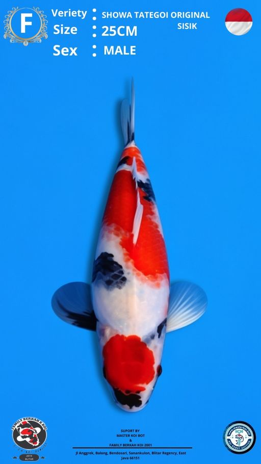 Lelang Koi Online, Jual Beli Ikan Koi, Pusat Jual Beli Koi, Info Lelang Koi Hari Ini, Platform Jual Beli Koi, Jual Beli Ikan Koi Online, Marketplace Ikan Koi, Jual Koi Terbaik, Tempat Beli Koi Berkualitas, Pasar Ikan Koi Online Terpercaya, Penjual Ikan Koi Terpercaya, Beli Koi Hias Online, Ikan Koi untuk Dijual, Koi Kualitas Terbaik, Toko Online Ikan Koi, Koi Hias Untuk Dijual, Jual Beli Ikan Koi Lokal, Koi Indonesia Online, Pusat Jual Beli Koi Terbesar