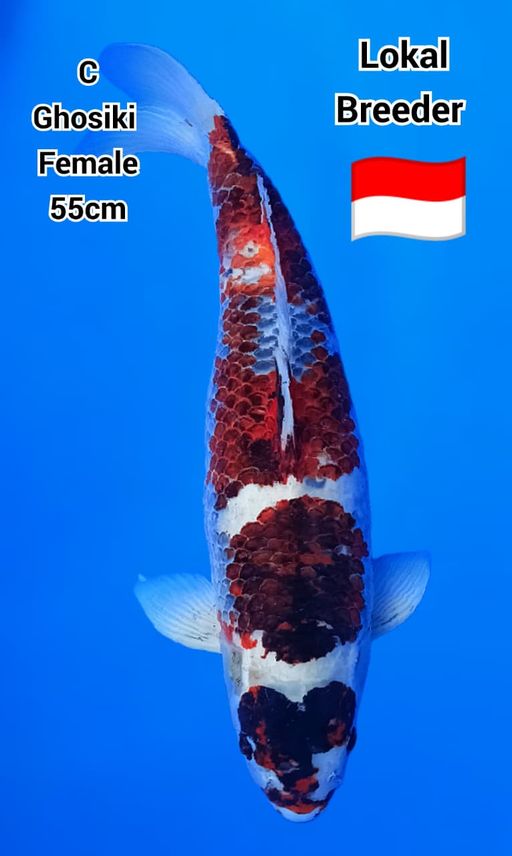 Lelang Koi Online, Jual Beli Ikan Koi, Pusat Jual Beli Koi, Info Lelang Koi Hari Ini, Platform Jual Beli Koi, Jual Beli Ikan Koi Online, Marketplace Ikan Koi, Jual Koi Terbaik, Tempat Beli Koi Berkualitas, Pasar Ikan Koi Online Terpercaya, Penjual Ikan Koi Terpercaya, Beli Koi Hias Online, Ikan Koi untuk Dijual, Koi Kualitas Terbaik, Toko Online Ikan Koi, Koi Hias Untuk Dijual, Jual Beli Ikan Koi Lokal, Koi Indonesia Online, Pusat Jual Beli Koi Terbesar