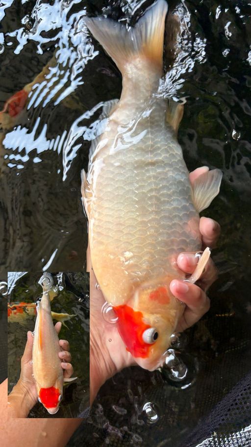 Lelang Koi Online, Jual Beli Ikan Koi, Pusat Jual Beli Koi, Info Lelang Koi Hari Ini, Platform Jual Beli Koi, Jual Beli Ikan Koi Online, Marketplace Ikan Koi, Jual Koi Terbaik, Tempat Beli Koi Berkualitas, Pasar Ikan Koi Online Terpercaya, Penjual Ikan Koi Terpercaya, Beli Koi Hias Online, Ikan Koi untuk Dijual, Koi Kualitas Terbaik, Toko Online Ikan Koi, Koi Hias Untuk Dijual, Jual Beli Ikan Koi Lokal, Koi Indonesia Online, Pusat Jual Beli Koi Terbesar