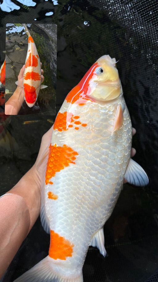 Lelang Koi Online, Jual Beli Ikan Koi, Pusat Jual Beli Koi, Info Lelang Koi Hari Ini, Platform Jual Beli Koi, Jual Beli Ikan Koi Online, Marketplace Ikan Koi, Jual Koi Terbaik, Tempat Beli Koi Berkualitas, Pasar Ikan Koi Online Terpercaya, Penjual Ikan Koi Terpercaya, Beli Koi Hias Online, Ikan Koi untuk Dijual, Koi Kualitas Terbaik, Toko Online Ikan Koi, Koi Hias Untuk Dijual, Jual Beli Ikan Koi Lokal, Koi Indonesia Online, Pusat Jual Beli Koi Terbesar