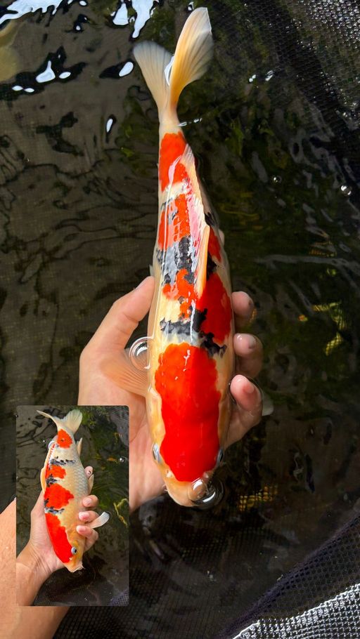 Lelang Koi Online, Jual Beli Ikan Koi, Pusat Jual Beli Koi, Info Lelang Koi Hari Ini, Platform Jual Beli Koi, Jual Beli Ikan Koi Online, Marketplace Ikan Koi, Jual Koi Terbaik, Tempat Beli Koi Berkualitas, Pasar Ikan Koi Online Terpercaya, Penjual Ikan Koi Terpercaya, Beli Koi Hias Online, Ikan Koi untuk Dijual, Koi Kualitas Terbaik, Toko Online Ikan Koi, Koi Hias Untuk Dijual, Jual Beli Ikan Koi Lokal, Koi Indonesia Online, Pusat Jual Beli Koi Terbesar