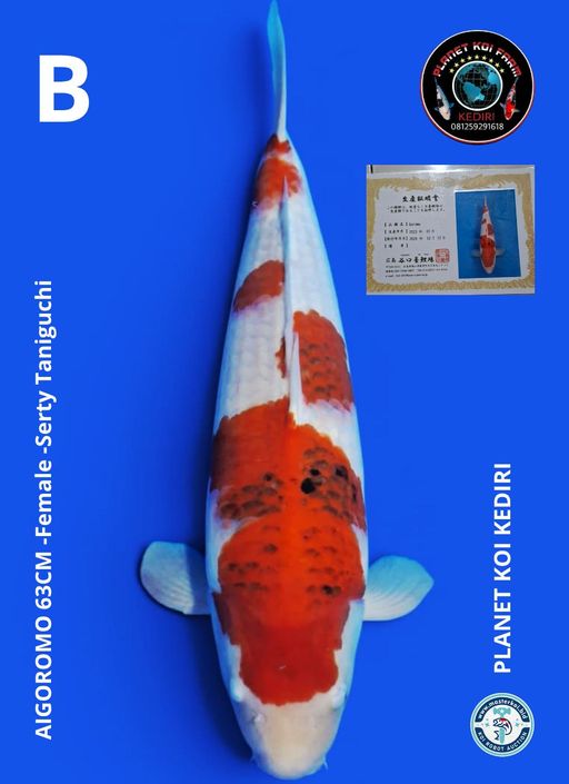 Lelang Koi Online, Jual Beli Ikan Koi, Pusat Jual Beli Koi, Info Lelang Koi Hari Ini, Platform Jual Beli Koi, Jual Beli Ikan Koi Online, Marketplace Ikan Koi, Jual Koi Terbaik, Tempat Beli Koi Berkualitas, Pasar Ikan Koi Online Terpercaya, Penjual Ikan Koi Terpercaya, Beli Koi Hias Online, Ikan Koi untuk Dijual, Koi Kualitas Terbaik, Toko Online Ikan Koi, Koi Hias Untuk Dijual, Jual Beli Ikan Koi Lokal, Koi Indonesia Online, Pusat Jual Beli Koi Terbesar