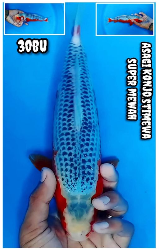 Lelang Koi Online, Jual Beli Ikan Koi, Pusat Jual Beli Koi, Info Lelang Koi Hari Ini, Platform Jual Beli Koi, Jual Beli Ikan Koi Online, Marketplace Ikan Koi, Jual Koi Terbaik, Tempat Beli Koi Berkualitas, Pasar Ikan Koi Online Terpercaya, Penjual Ikan Koi Terpercaya, Beli Koi Hias Online, Ikan Koi untuk Dijual, Koi Kualitas Terbaik, Toko Online Ikan Koi, Koi Hias Untuk Dijual, Jual Beli Ikan Koi Lokal, Koi Indonesia Online, Pusat Jual Beli Koi Terbesar