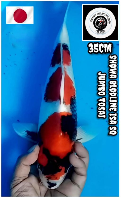 Lelang Koi Online, Jual Beli Ikan Koi, Pusat Jual Beli Koi, Info Lelang Koi Hari Ini, Platform Jual Beli Koi, Jual Beli Ikan Koi Online, Marketplace Ikan Koi, Jual Koi Terbaik, Tempat Beli Koi Berkualitas, Pasar Ikan Koi Online Terpercaya, Penjual Ikan Koi Terpercaya, Beli Koi Hias Online, Ikan Koi untuk Dijual, Koi Kualitas Terbaik, Toko Online Ikan Koi, Koi Hias Untuk Dijual, Jual Beli Ikan Koi Lokal, Koi Indonesia Online, Pusat Jual Beli Koi Terbesar