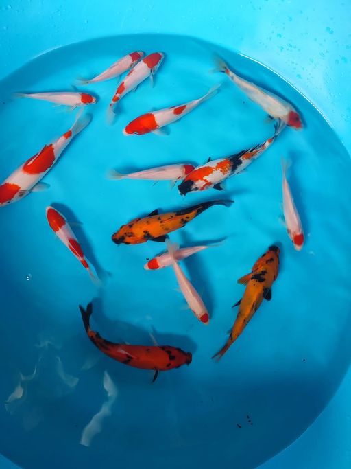 Lelang Koi Online, Jual Beli Ikan Koi, Pusat Jual Beli Koi, Info Lelang Koi Hari Ini, Platform Jual Beli Koi, Jual Beli Ikan Koi Online, Marketplace Ikan Koi, Jual Koi Terbaik, Tempat Beli Koi Berkualitas, Pasar Ikan Koi Online Terpercaya, Penjual Ikan Koi Terpercaya, Beli Koi Hias Online, Ikan Koi untuk Dijual, Koi Kualitas Terbaik, Toko Online Ikan Koi, Koi Hias Untuk Dijual, Jual Beli Ikan Koi Lokal, Koi Indonesia Online, Pusat Jual Beli Koi Terbesar