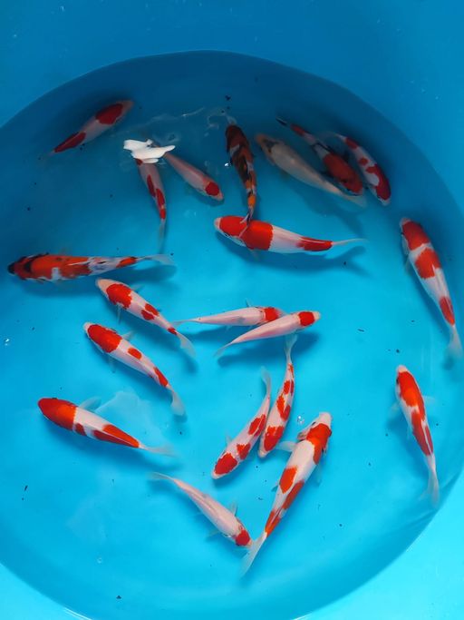 Lelang Koi Online, Jual Beli Ikan Koi, Pusat Jual Beli Koi, Info Lelang Koi Hari Ini, Platform Jual Beli Koi, Jual Beli Ikan Koi Online, Marketplace Ikan Koi, Jual Koi Terbaik, Tempat Beli Koi Berkualitas, Pasar Ikan Koi Online Terpercaya, Penjual Ikan Koi Terpercaya, Beli Koi Hias Online, Ikan Koi untuk Dijual, Koi Kualitas Terbaik, Toko Online Ikan Koi, Koi Hias Untuk Dijual, Jual Beli Ikan Koi Lokal, Koi Indonesia Online, Pusat Jual Beli Koi Terbesar