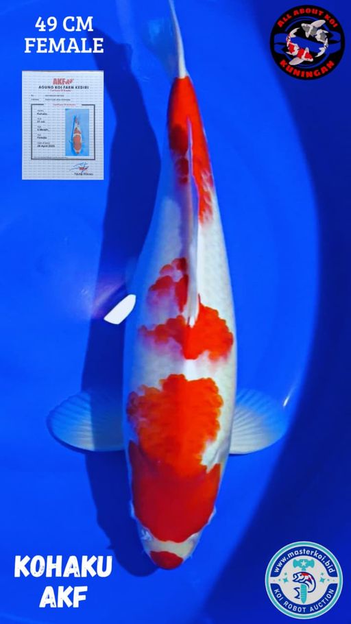 Lelang Koi Online, Jual Beli Ikan Koi, Pusat Jual Beli Koi, Info Lelang Koi Hari Ini, Platform Jual Beli Koi, Jual Beli Ikan Koi Online, Marketplace Ikan Koi, Jual Koi Terbaik, Tempat Beli Koi Berkualitas, Pasar Ikan Koi Online Terpercaya, Penjual Ikan Koi Terpercaya, Beli Koi Hias Online, Ikan Koi untuk Dijual, Koi Kualitas Terbaik, Toko Online Ikan Koi, Koi Hias Untuk Dijual, Jual Beli Ikan Koi Lokal, Koi Indonesia Online, Pusat Jual Beli Koi Terbesar