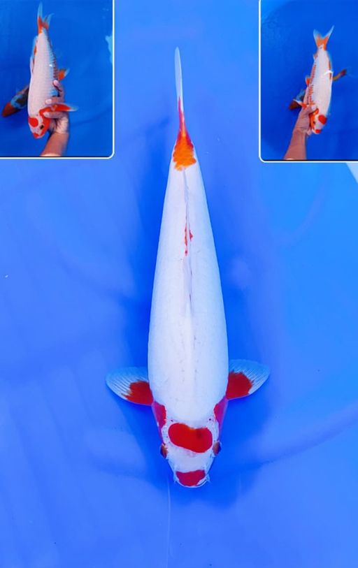 Lelang Koi Online, Jual Beli Ikan Koi, Pusat Jual Beli Koi, Info Lelang Koi Hari Ini, Platform Jual Beli Koi, Jual Beli Ikan Koi Online, Marketplace Ikan Koi, Jual Koi Terbaik, Tempat Beli Koi Berkualitas, Pasar Ikan Koi Online Terpercaya, Penjual Ikan Koi Terpercaya, Beli Koi Hias Online, Ikan Koi untuk Dijual, Koi Kualitas Terbaik, Toko Online Ikan Koi, Koi Hias Untuk Dijual, Jual Beli Ikan Koi Lokal, Koi Indonesia Online, Pusat Jual Beli Koi Terbesar