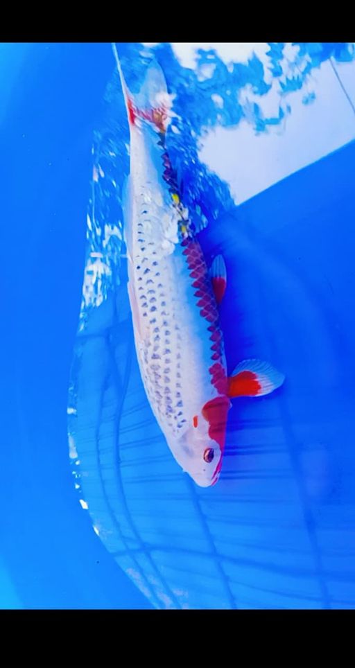 Lelang Koi Online, Jual Beli Ikan Koi, Pusat Jual Beli Koi, Info Lelang Koi Hari Ini, Platform Jual Beli Koi, Jual Beli Ikan Koi Online, Marketplace Ikan Koi, Jual Koi Terbaik, Tempat Beli Koi Berkualitas, Pasar Ikan Koi Online Terpercaya, Penjual Ikan Koi Terpercaya, Beli Koi Hias Online, Ikan Koi untuk Dijual, Koi Kualitas Terbaik, Toko Online Ikan Koi, Koi Hias Untuk Dijual, Jual Beli Ikan Koi Lokal, Koi Indonesia Online, Pusat Jual Beli Koi Terbesar