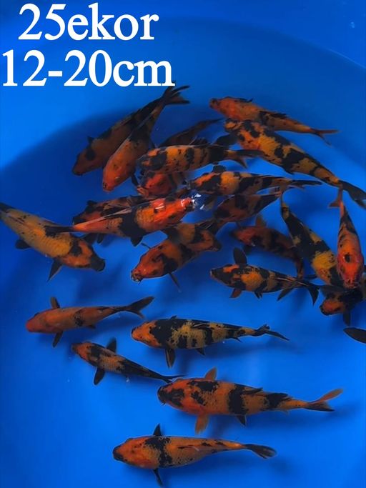 Lelang Koi Online, Jual Beli Ikan Koi, Pusat Jual Beli Koi, Info Lelang Koi Hari Ini, Platform Jual Beli Koi, Jual Beli Ikan Koi Online, Marketplace Ikan Koi, Jual Koi Terbaik, Tempat Beli Koi Berkualitas, Pasar Ikan Koi Online Terpercaya, Penjual Ikan Koi Terpercaya, Beli Koi Hias Online, Ikan Koi untuk Dijual, Koi Kualitas Terbaik, Toko Online Ikan Koi, Koi Hias Untuk Dijual, Jual Beli Ikan Koi Lokal, Koi Indonesia Online, Pusat Jual Beli Koi Terbesar