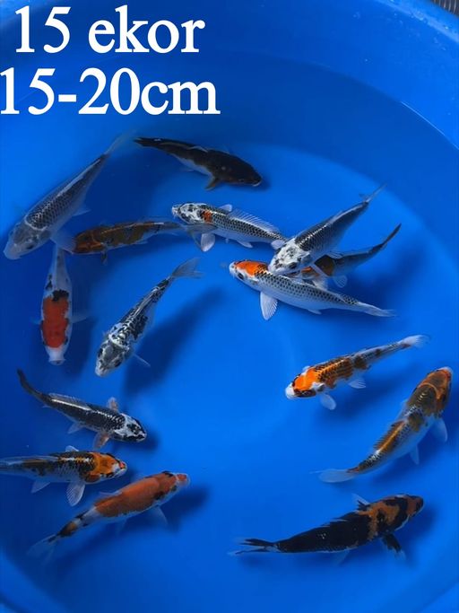 Lelang Koi Online, Jual Beli Ikan Koi, Pusat Jual Beli Koi, Info Lelang Koi Hari Ini, Platform Jual Beli Koi, Jual Beli Ikan Koi Online, Marketplace Ikan Koi, Jual Koi Terbaik, Tempat Beli Koi Berkualitas, Pasar Ikan Koi Online Terpercaya, Penjual Ikan Koi Terpercaya, Beli Koi Hias Online, Ikan Koi untuk Dijual, Koi Kualitas Terbaik, Toko Online Ikan Koi, Koi Hias Untuk Dijual, Jual Beli Ikan Koi Lokal, Koi Indonesia Online, Pusat Jual Beli Koi Terbesar