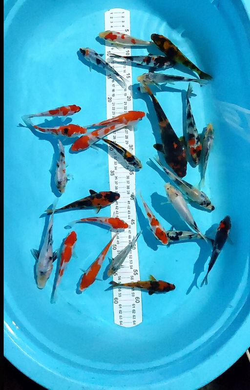 Lelang Koi Online, Jual Beli Ikan Koi, Pusat Jual Beli Koi, Info Lelang Koi Hari Ini, Platform Jual Beli Koi, Jual Beli Ikan Koi Online, Marketplace Ikan Koi, Jual Koi Terbaik, Tempat Beli Koi Berkualitas, Pasar Ikan Koi Online Terpercaya, Penjual Ikan Koi Terpercaya, Beli Koi Hias Online, Ikan Koi untuk Dijual, Koi Kualitas Terbaik, Toko Online Ikan Koi, Koi Hias Untuk Dijual, Jual Beli Ikan Koi Lokal, Koi Indonesia Online, Pusat Jual Beli Koi Terbesar