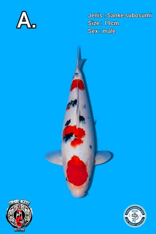 Lelang Koi Online, Jual Beli Ikan Koi, Pusat Jual Beli Koi, Info Lelang Koi Hari Ini, Platform Jual Beli Koi, Jual Beli Ikan Koi Online, Marketplace Ikan Koi, Jual Koi Terbaik, Tempat Beli Koi Berkualitas, Pasar Ikan Koi Online Terpercaya, Penjual Ikan Koi Terpercaya, Beli Koi Hias Online, Ikan Koi untuk Dijual, Koi Kualitas Terbaik, Toko Online Ikan Koi, Koi Hias Untuk Dijual, Jual Beli Ikan Koi Lokal, Koi Indonesia Online, Pusat Jual Beli Koi Terbesar