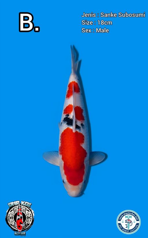 Lelang Koi Online, Jual Beli Ikan Koi, Pusat Jual Beli Koi, Info Lelang Koi Hari Ini, Platform Jual Beli Koi, Jual Beli Ikan Koi Online, Marketplace Ikan Koi, Jual Koi Terbaik, Tempat Beli Koi Berkualitas, Pasar Ikan Koi Online Terpercaya, Penjual Ikan Koi Terpercaya, Beli Koi Hias Online, Ikan Koi untuk Dijual, Koi Kualitas Terbaik, Toko Online Ikan Koi, Koi Hias Untuk Dijual, Jual Beli Ikan Koi Lokal, Koi Indonesia Online, Pusat Jual Beli Koi Terbesar